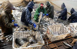 水產養(yǎng)殖運輸環(huán)節(jié)致癌物添加泛濫 追溯源頭難