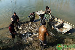 淺談水產(chǎn)生態(tài)養(yǎng)殖技術的應用