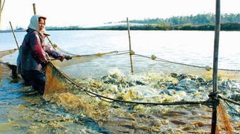 水產養殖專業畢業實踐淺談,新生報考的也看下