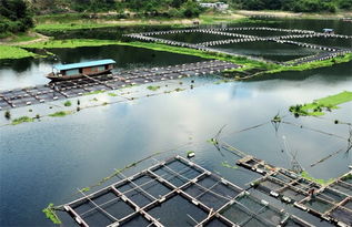 網(wǎng)箱養(yǎng)魚的注意事項