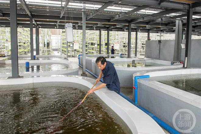 養魚不換水、種菜不施肥 這樣的技術你見過?