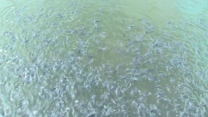 西藏林芝:探索"冷水魚+"模式 推動(dòng)高原漁業(yè)發(fā)展