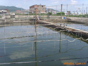 杰興水產特種魚公司