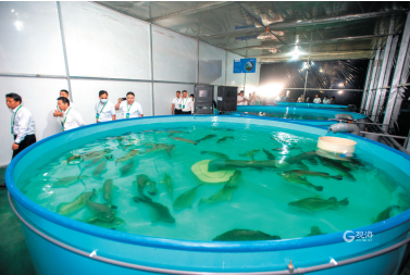 自主研發&ldquo;黑科技&rdquo;亮相!看設施農業&ldquo;青島策&rdquo;如何叫響全國