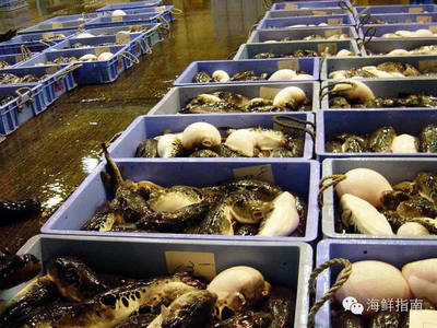 往期精選|美無度、禍無涯:紅鰭東方鲀,美味與毒性并存