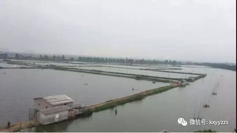 魚蝦蟹混養技術要點 淡水養殖 水產養殖百科 水產養殖網