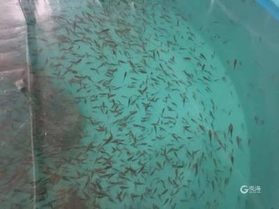 每年將產出魚苗2000萬尾!全人工繁育技術研發成功,又一條名貴魚種&ldquo;游&rdquo;向全國