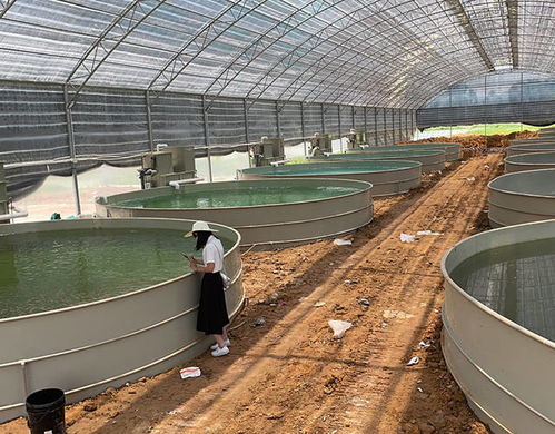 水產(chǎn)養(yǎng)殖工廠化循環(huán)水,山區(qū)流水養(yǎng)殖鱘魚技術(shù)如何