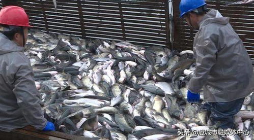 10萬(wàn)公斤鮮魚,每天從這里 游 向全國(guó)