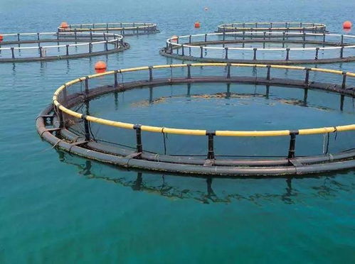 高考放榜 大廠大裁員,水產企業瘋狂搶人 年薪百萬不是夢 填志愿別錯過了水產專業