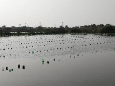 農(nóng)民日報:以行業(yè)發(fā)展為己任 --記上海海洋大學淡水珍珠蚌種質資源創(chuàng)新研發(fā)團隊