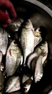 水產(chǎn)養(yǎng)殖的種植型養(yǎng)殖 畜牧型養(yǎng)殖 水產(chǎn)型養(yǎng)殖三大技術模式