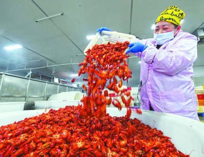 日收購破百噸!巢湖小龍蝦出口熱起來