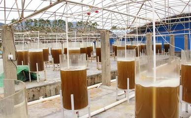 泰利能源--微藻產業前景廣闊,鹽堿地可種植