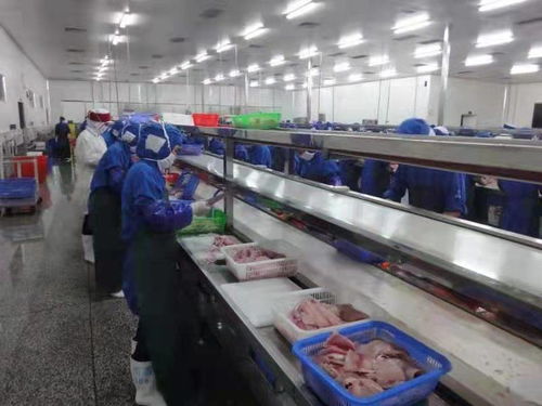 化州全力推動羅非魚產業由大市轉向強市，助力農家樂休閑觀光服務升級